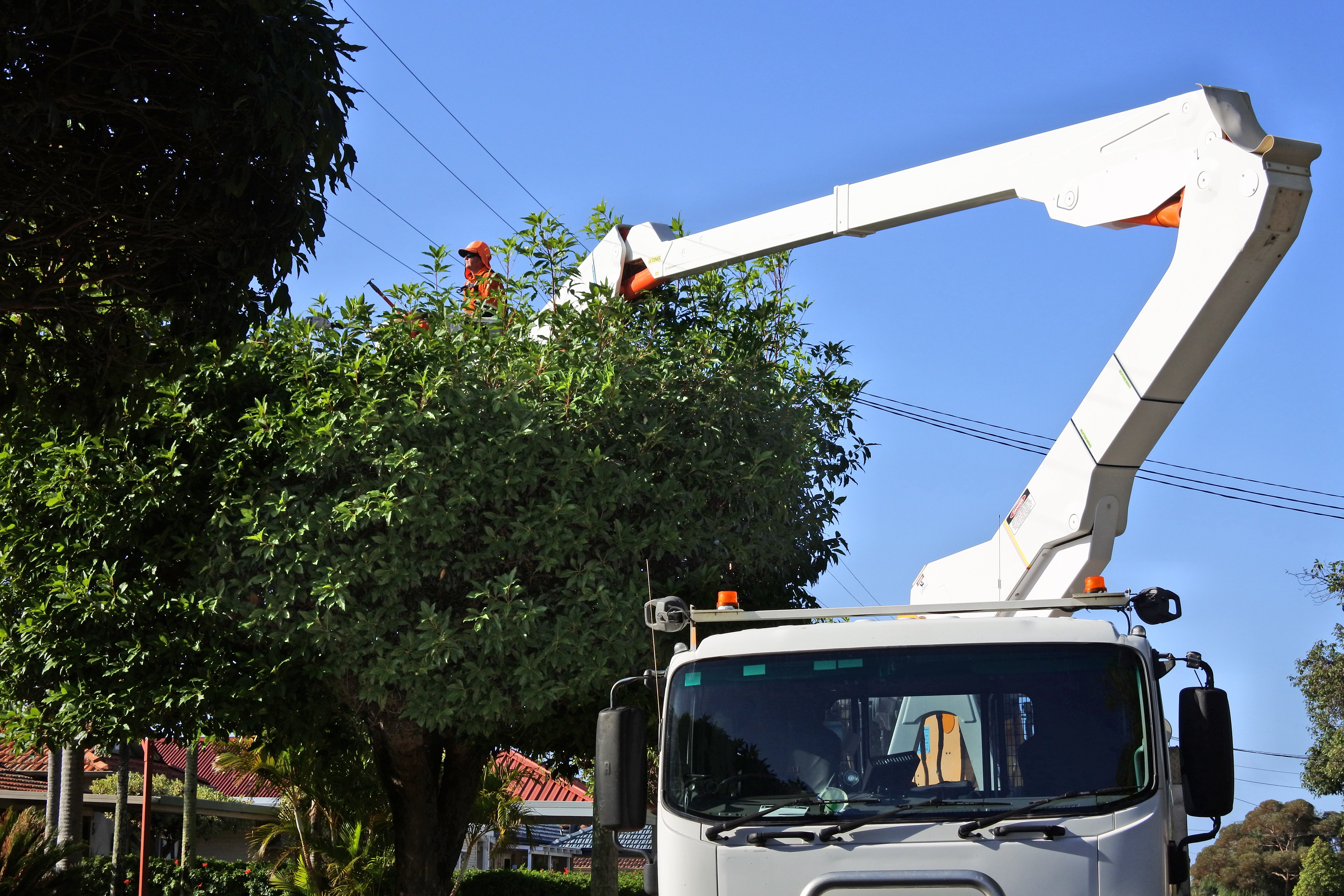 Tree trimmer