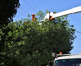 Tree trimmer